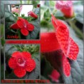 /album/fotogaleria-kohlerie/kohleria-red-ryder-jpg/